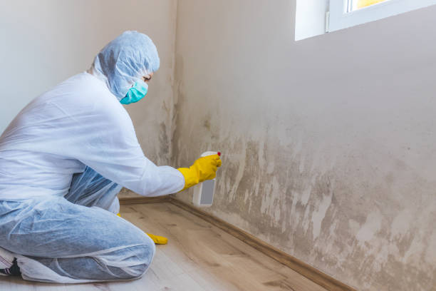 Licensed Mold Remediation service in Hendersonville, NC - Cheap Mold Removal